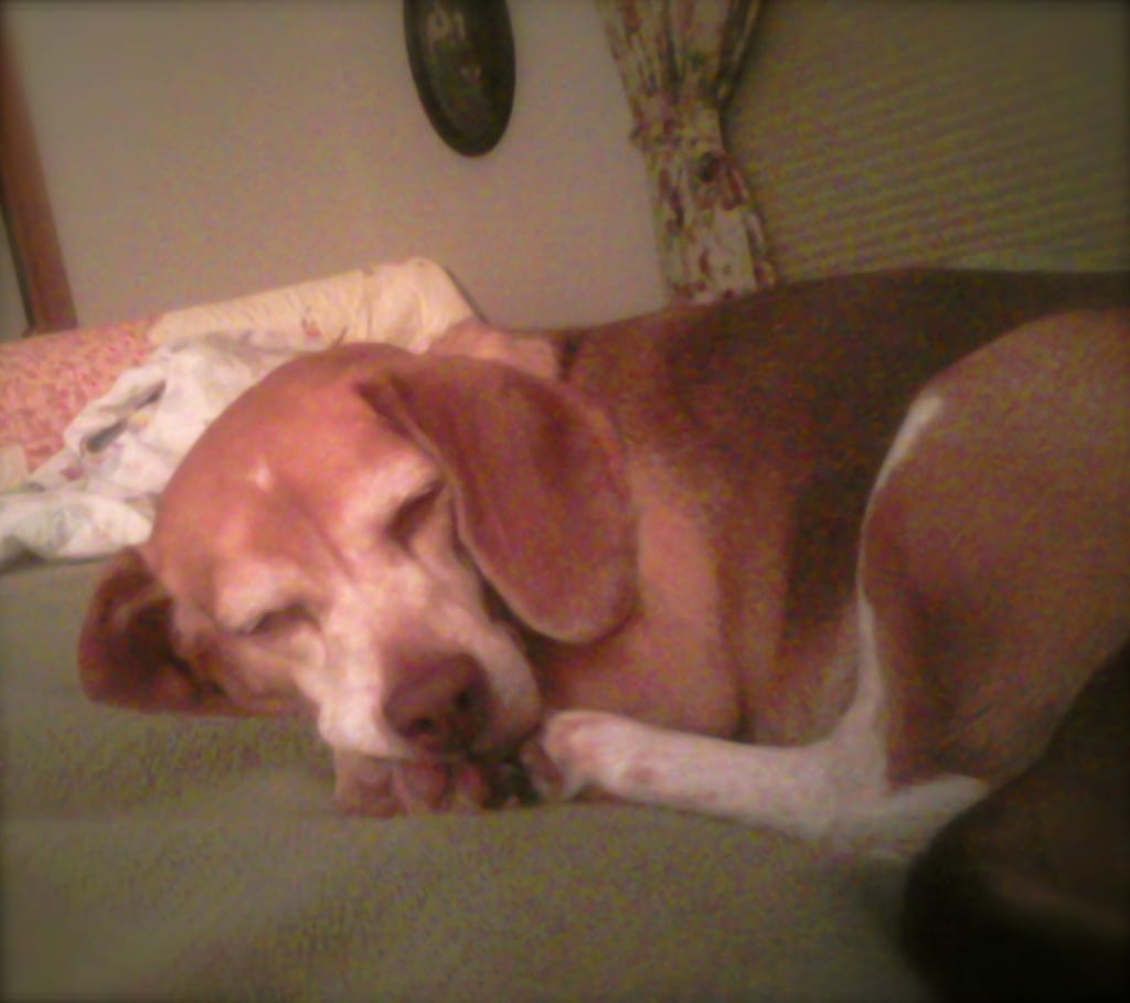 Emmy sleeping